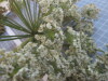 Thumbnail IMG_0669.JPG 