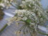 Thumbnail IMG_0670.JPG 