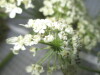 Thumbnail IMG_0671.JPG 