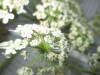 Thumbnail IMG_0672.JPG 