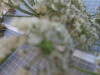 Thumbnail IMG_0673.JPG 