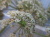Thumbnail IMG_0674.JPG 