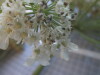 Thumbnail IMG_0675.JPG 