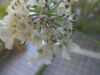 Thumbnail IMG_0676.JPG 