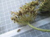 Thumbnail IMG_0677.JPG 