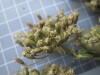 Thumbnail IMG_0678.JPG 