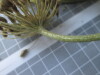 Thumbnail IMG_0679.JPG 