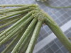 Thumbnail IMG_0680.JPG 