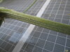 Thumbnail IMG_0682.JPG 