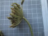 Thumbnail IMG_0683.JPG 