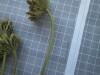 Thumbnail IMG_0684.JPG 