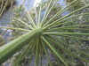Thumbnail IMG_0686.JPG 