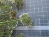 Thumbnail IMG_0687.JPG 