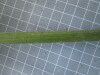 Thumbnail IMG_0688.JPG 