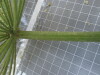 Thumbnail IMG_0689.JPG 
