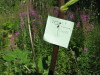 Thumbnail IMG_8202.JPG 