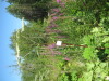 Thumbnail IMG_8206.JPG 
