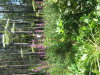 Thumbnail IMG_8207.JPG 