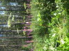 Thumbnail IMG_8208.JPG 