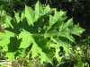 Thumbnail IMG_8209.JPG 