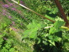Thumbnail IMG_8210.JPG 