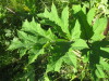 Thumbnail IMG_8211.JPG 