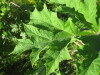 Thumbnail IMG_8212.JPG 