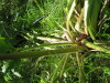Thumbnail IMG_8213.JPG 