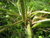 Thumbnail IMG_8214.JPG 