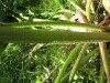 Thumbnail IMG_8215.JPG 