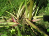 Thumbnail IMG_8216.JPG 