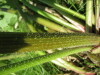 Thumbnail IMG_8217.JPG 