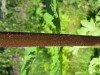 Thumbnail IMG_8218.JPG 