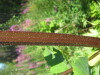 Thumbnail IMG_8219.JPG 