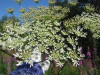 Thumbnail IMG_8220.JPG 