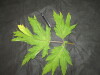 Thumbnail IMG_1827.JPG 