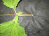 Thumbnail IMG_1828.JPG 