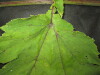 Thumbnail IMG_1829.JPG 
