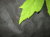 Thumbnail IMG_1830.JPG 