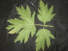 Thumbnail IMG_1832.JPG 