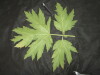 Thumbnail IMG_1833.JPG 