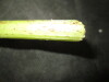 Thumbnail IMG_1834.JPG 