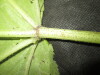 Thumbnail IMG_1836.JPG 