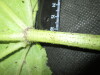 Thumbnail IMG_1837.JPG 