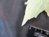 Thumbnail IMG_1838.JPG 
