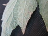 Thumbnail IMG_1839.JPG 