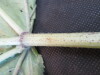 Thumbnail IMG_1840.JPG 