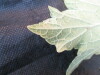 Thumbnail IMG_1842.JPG 