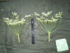 Thumbnail IMG_1843.JPG 