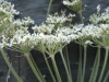 Thumbnail IMG_1845.JPG 